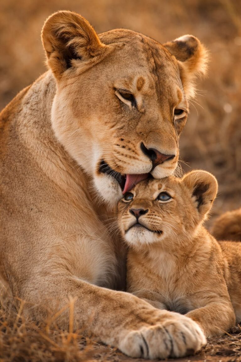 Lionhearted Parenting: The Strength of Biblical Gentleness